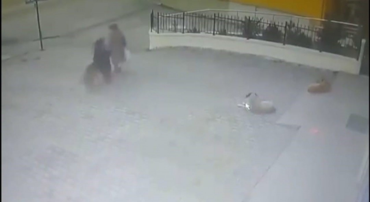 Sahipsiz köpeğin yaşlı kadına saldırdığı anlar kamerada
