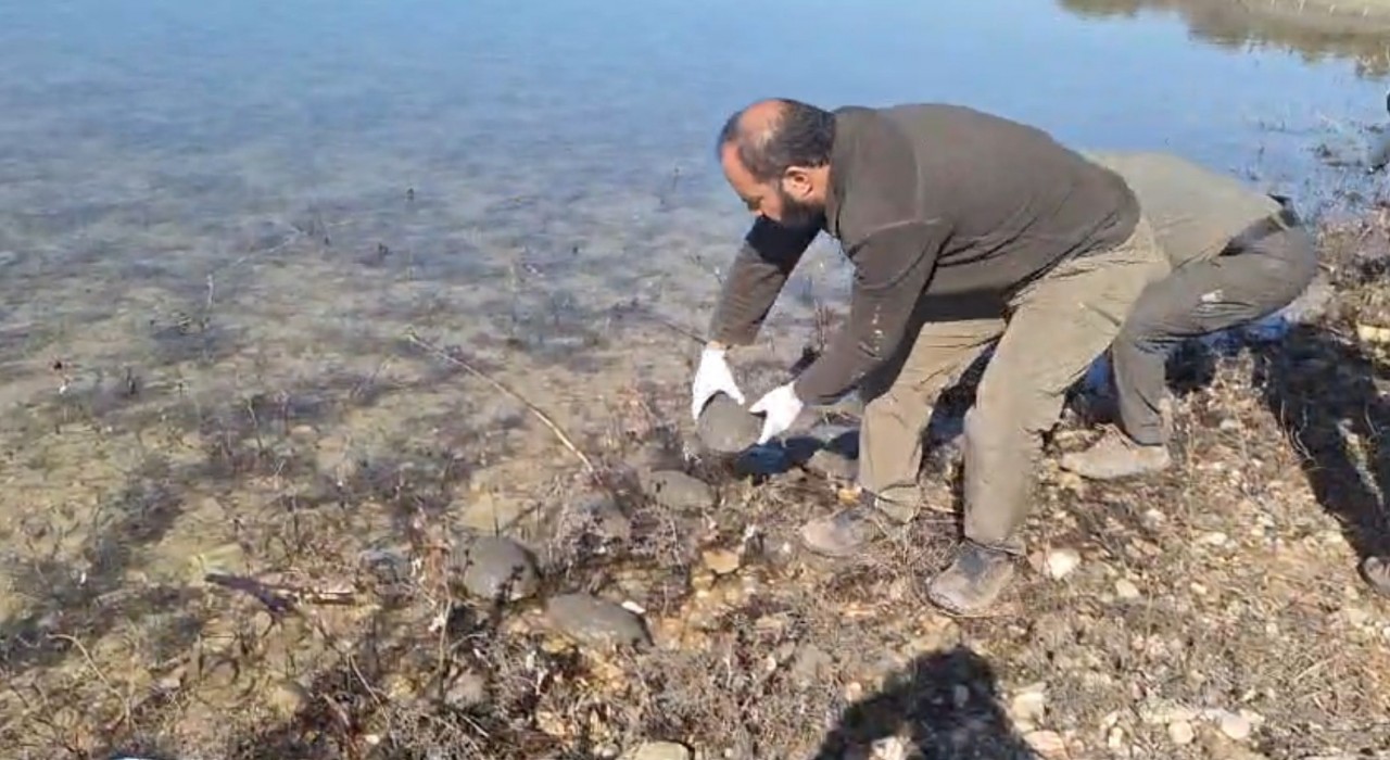 Şanlıurfada kurtarılan 500 kaplumbağa doğaya bırakıldı