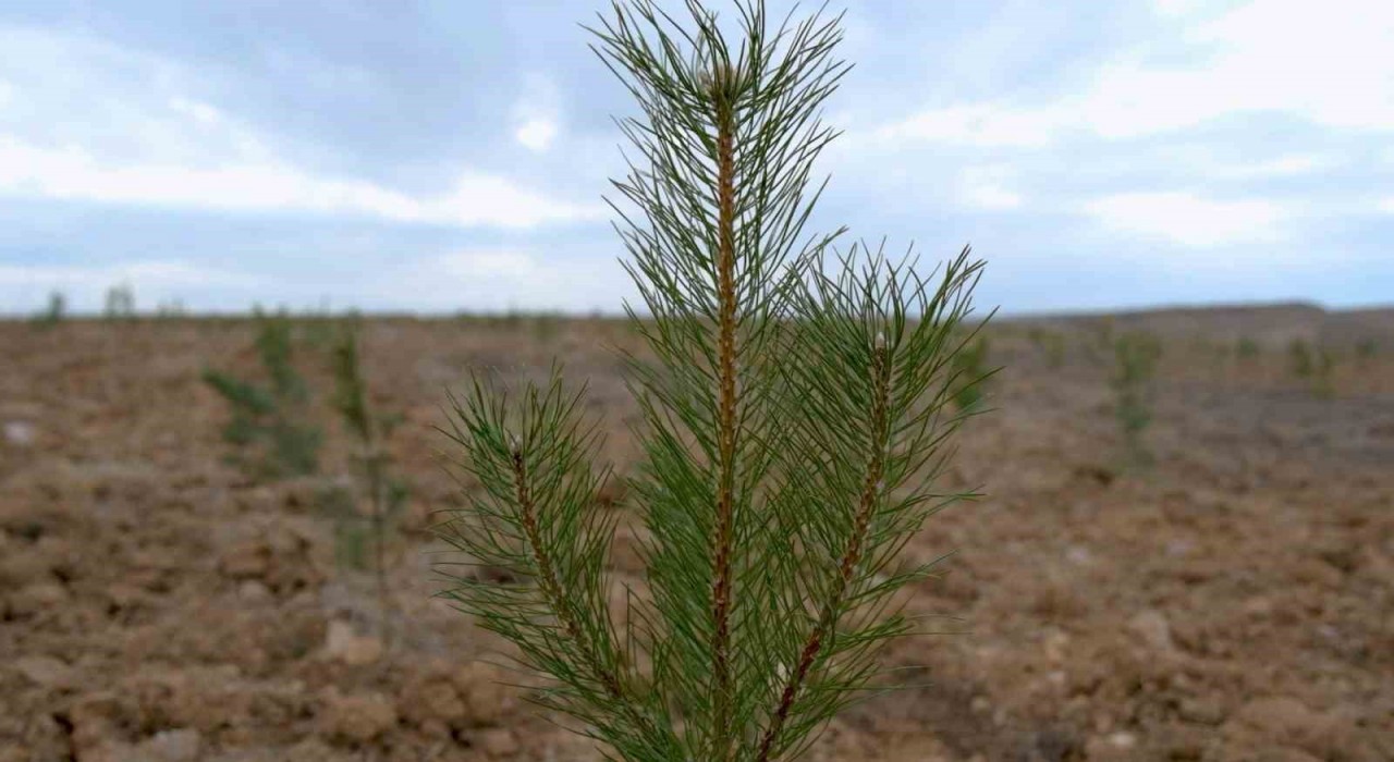 Şehir peyzajlarına Bakanlık standardı geliyor