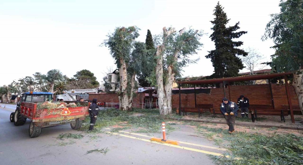 Şehzadeler Belediyesinden trafik güvenliği için budama çalışması