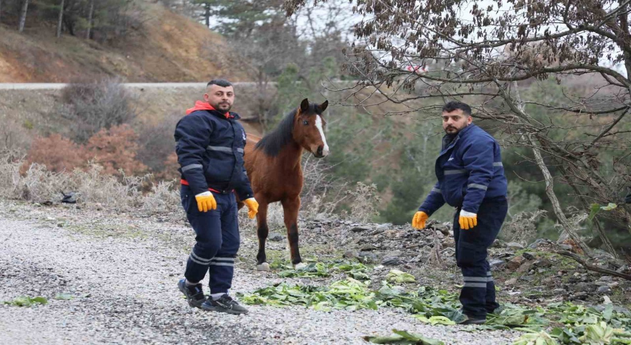 Şehzadeler Belediyesinden yılkı atlarına kış desteği