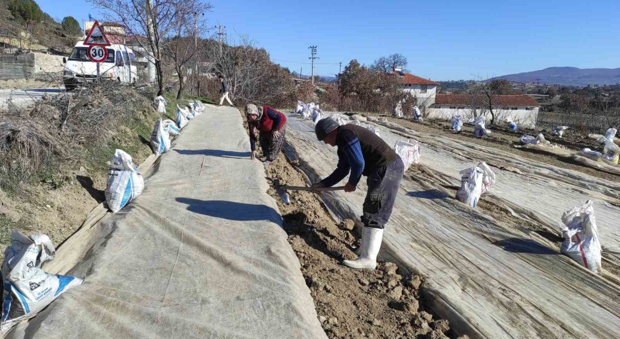 Selendide üreticilerin tütün telaşı başladı