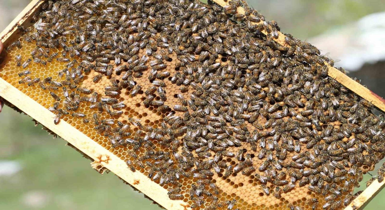 Siirt, Türkiyede bal üretiminde ilk 5e yükseldi