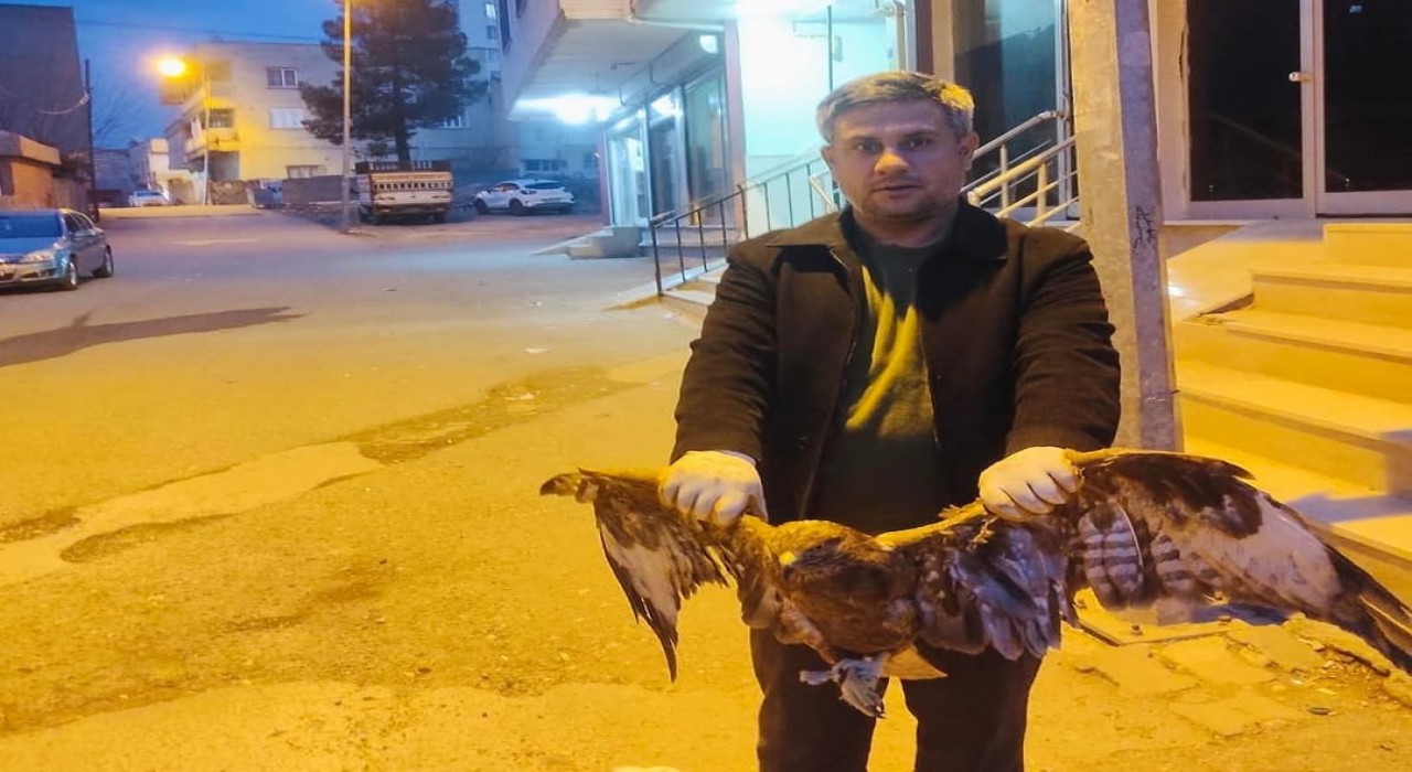 Siirtte ayağına ip dolanan kartal doğaya bırakıldı
