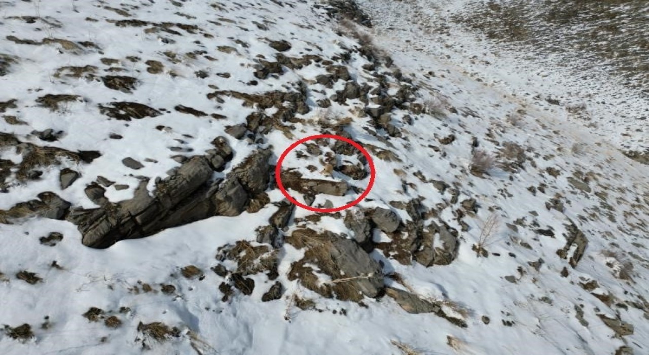 Şırnakta karda yiyecek arayan tilki dron ile görüntülendi