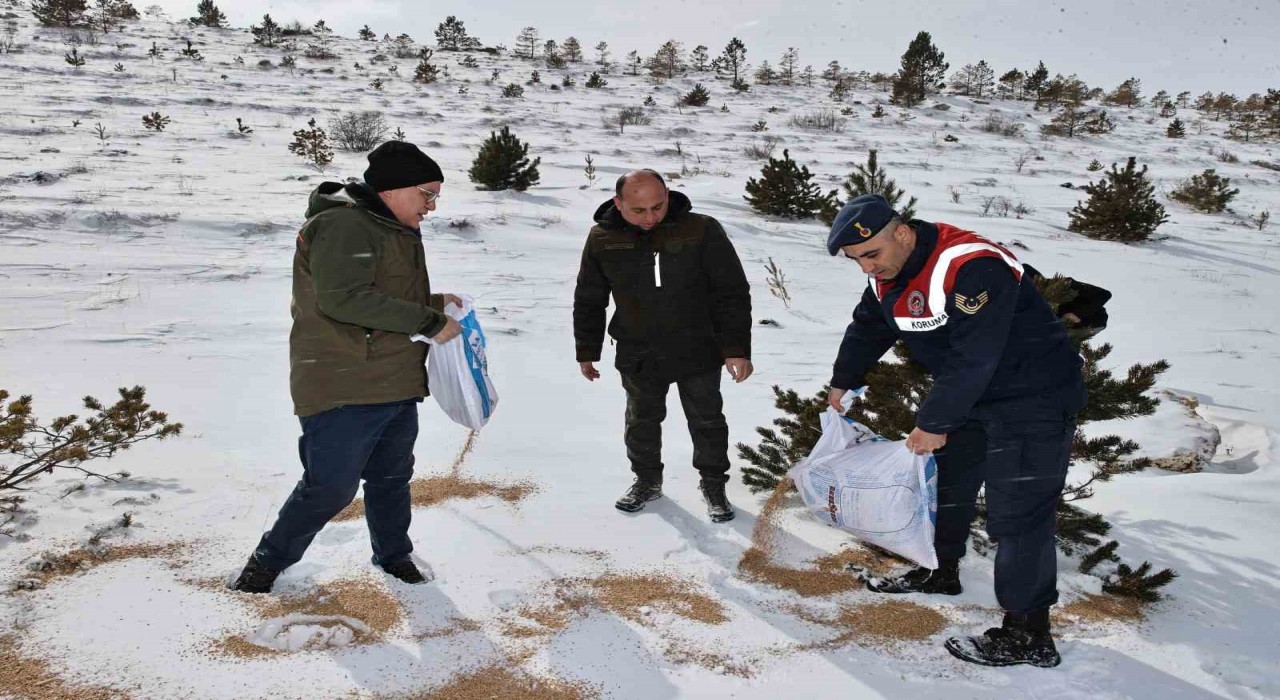 Sivasta yaban hayatı unutulmadı, 12 ton yem doğaya bırakıldı