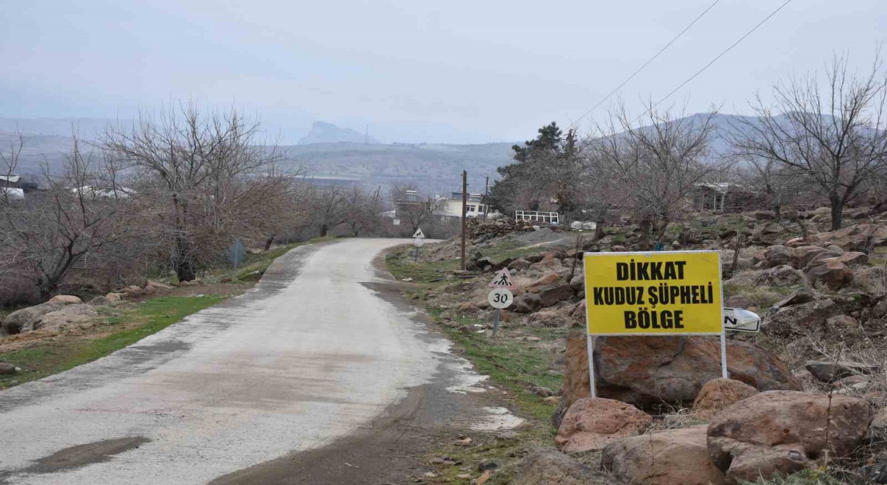Siverekte kuduz alarmı