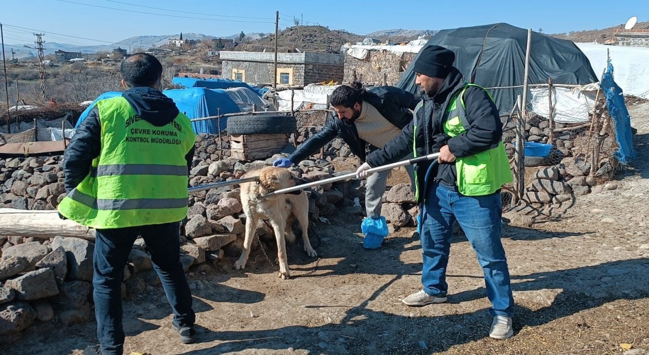 Siverekte kuduz alarmı: Köpek saldırısında 3 kişi yaralandı, köy karantinaya alındı