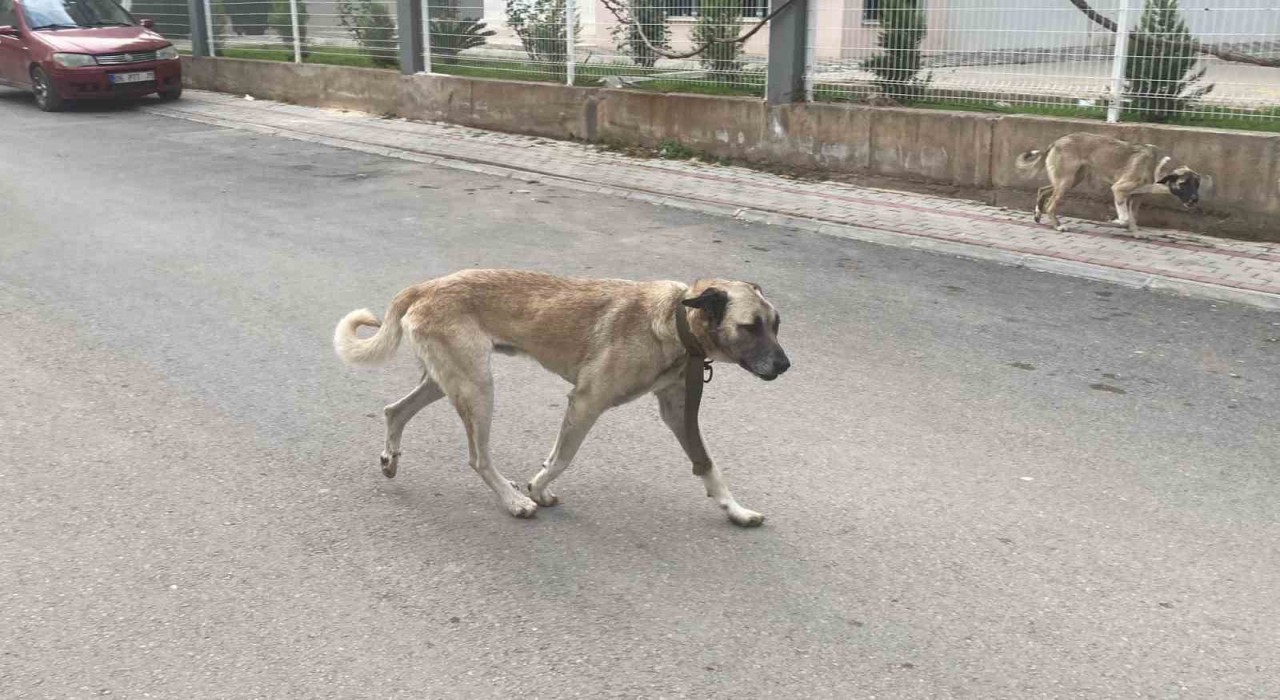 Sokak köpekleri kadına saldırdı: O anlar kamerada