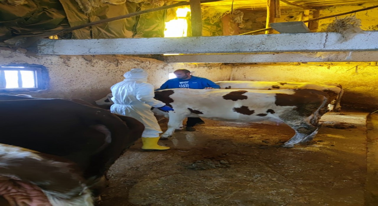 Tuncelide şap hastalığı ile mücadele çalışmaları sürüyor