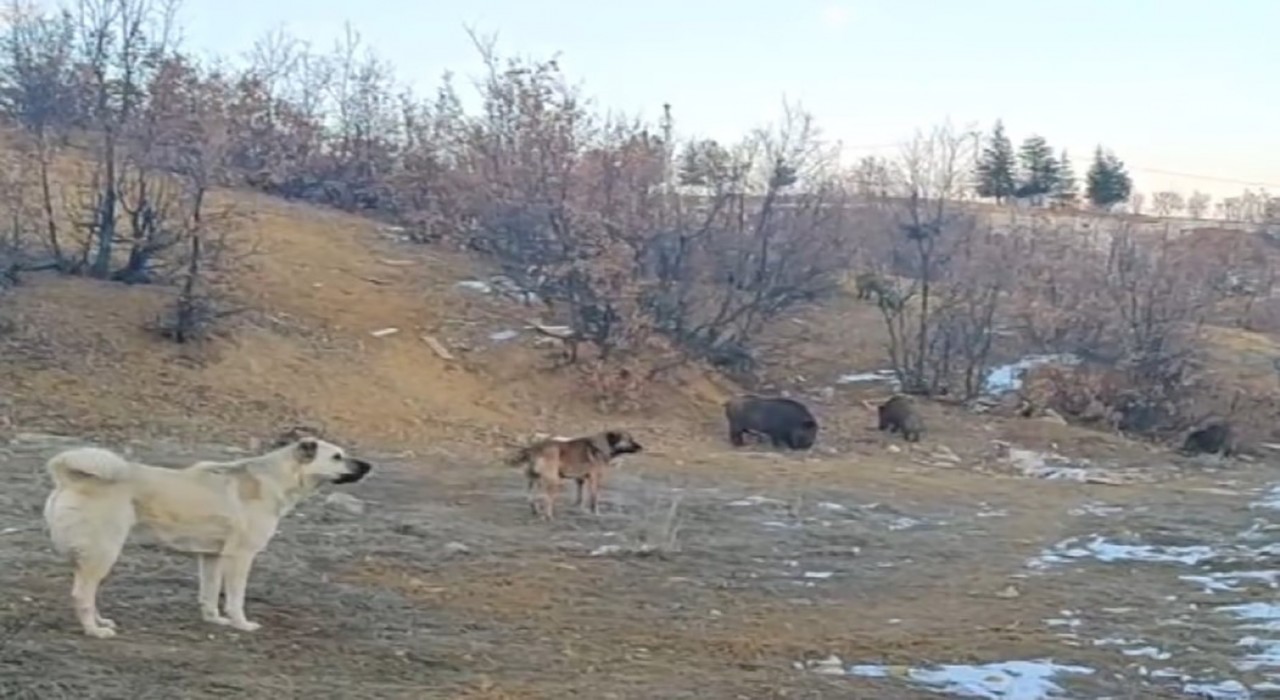 Tuncelide yaban domuzları mahalleye kadar indi