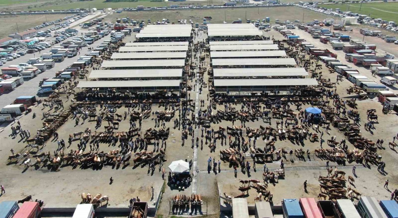 Türkiyenin en büyük hayvan pazarı şap nedeniyle kapatıldı