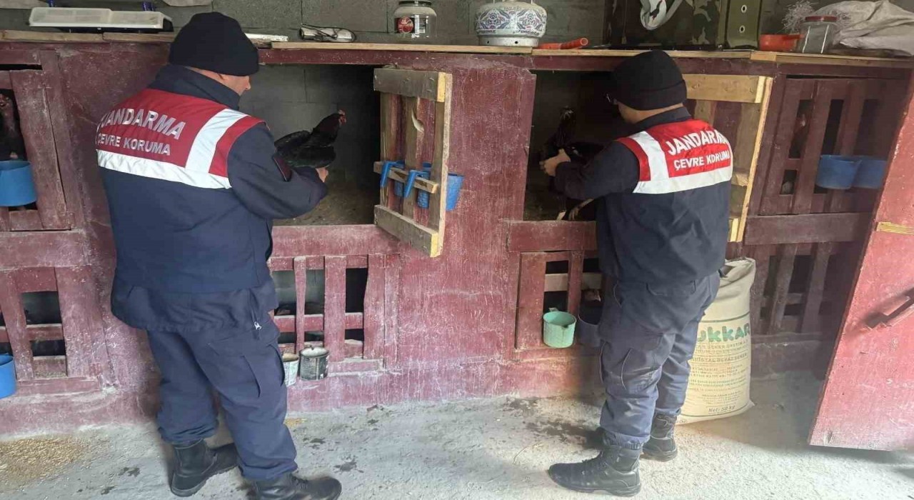 Uzunderende horoz dövüştüren 3 şahıs yakalandı