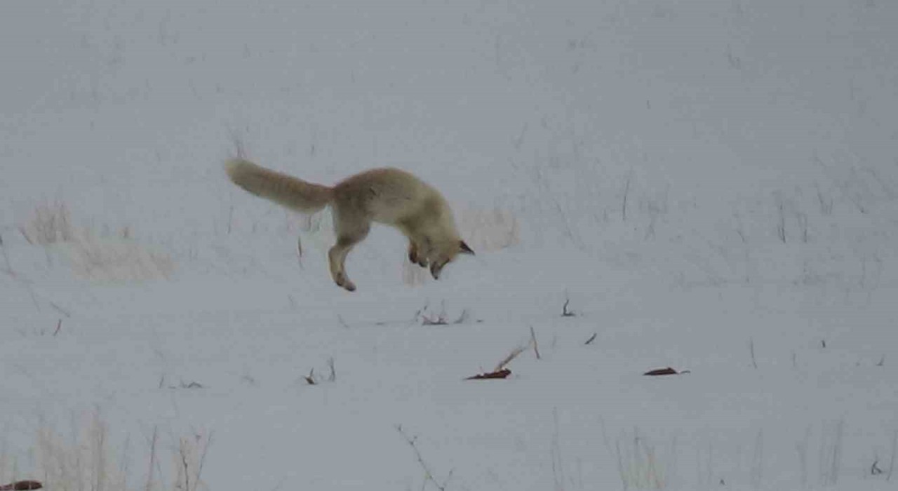 Vanda zorlu kış şartlarında tilkinin fare avı kamerada