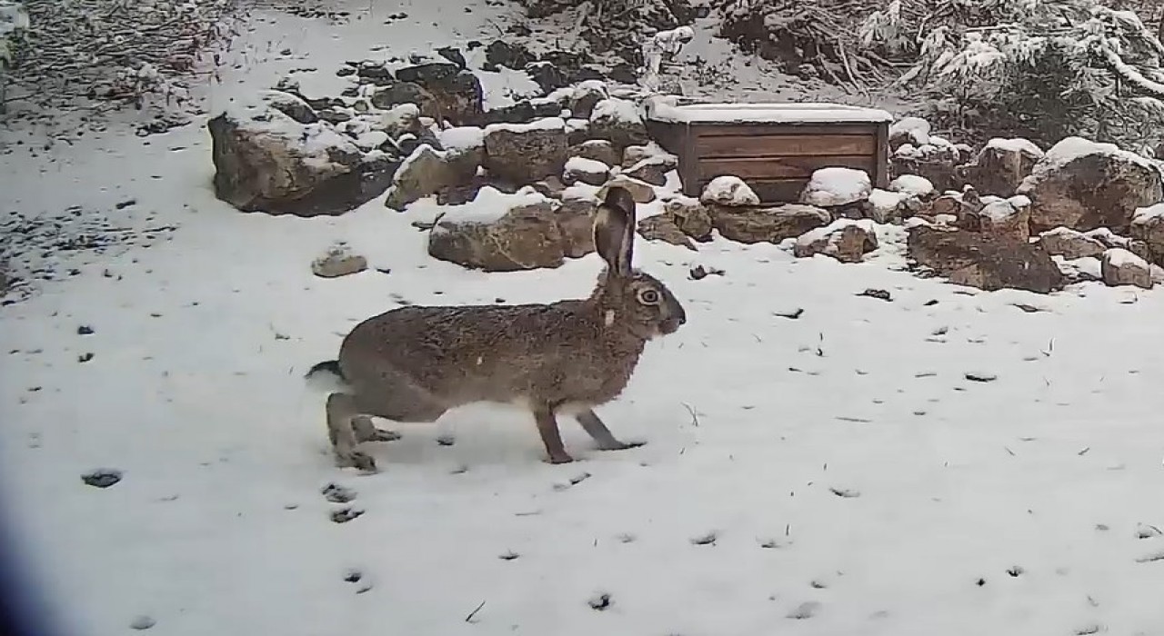 Yaban tavşanı fotokapanla görüntülendi