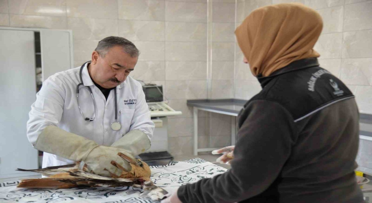 Yaralı yavru kızıl şahin koruma altına alındı