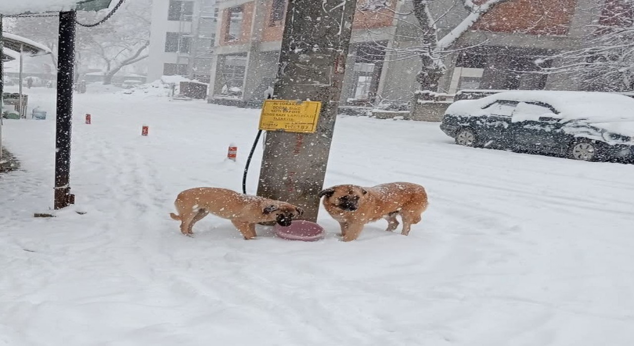 Yoğun kar yağışında sokak hayvanları unutulmadı