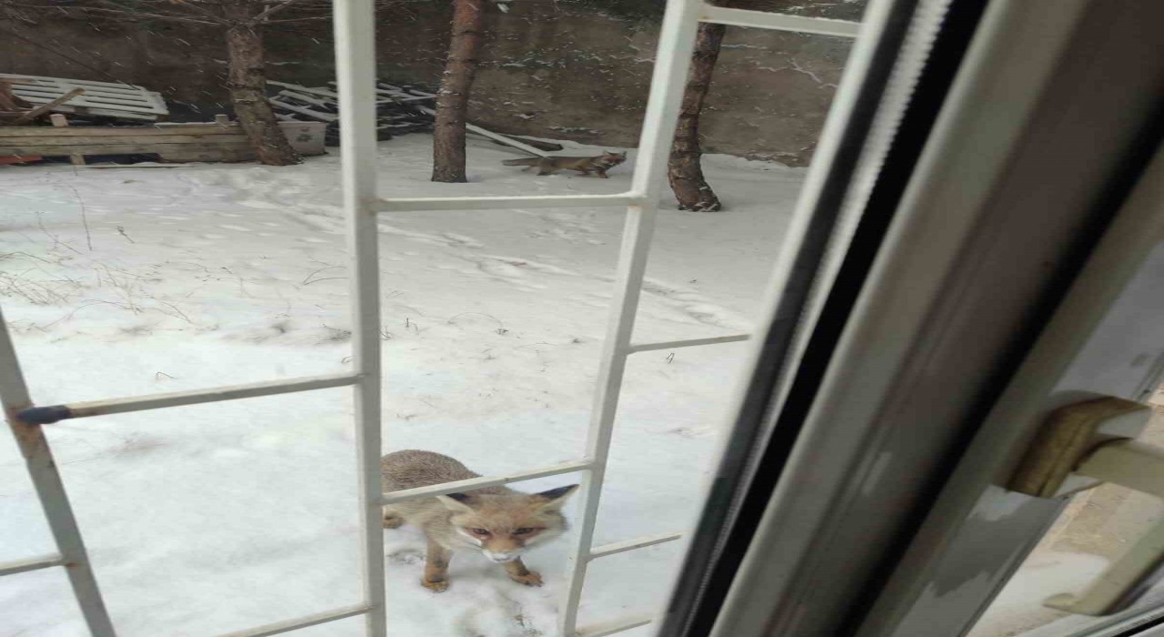 Yozgatta aç kalan tilkiler kedi mamalarına dadandı