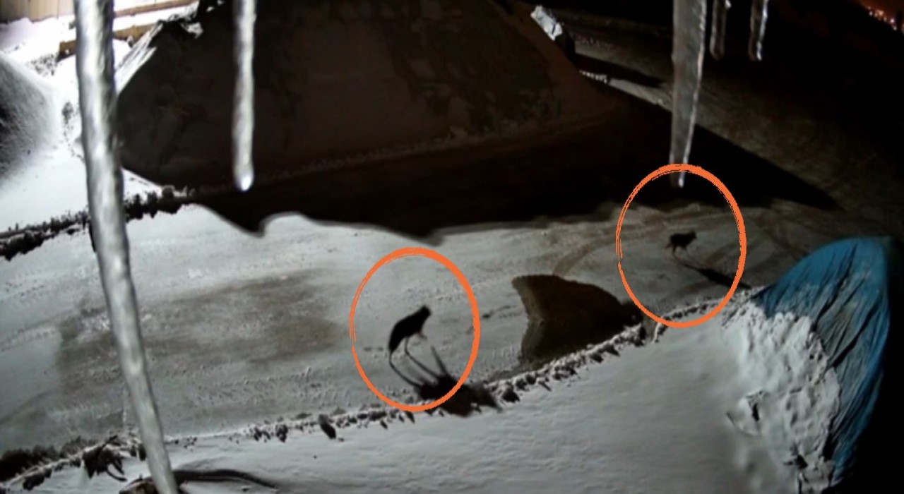 Yüksekovada maden tesisine giren kurtlar güvenlik kamerasına yansıdı