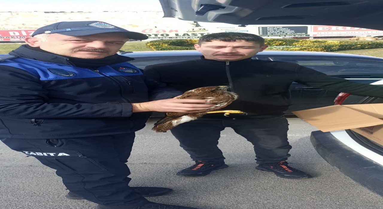 Zabıtanın dikkati doğanı kurtardı