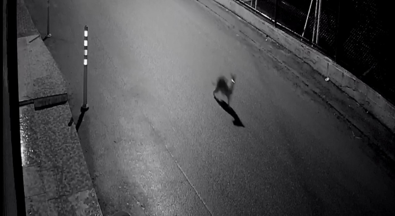 Zonguldakta aç kalan çakal, avladığı kediyle kameraya yakalandı