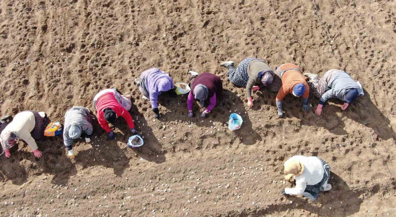 35 yıldır sarımsak tarlalarında çalışan kadın: Düğüne gider gibi sarımsak tarlasına geliyorum
