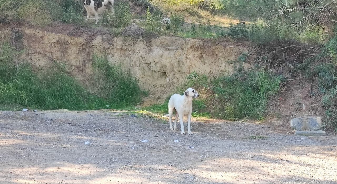 Adana’da Başıboş Sokak Köpekleri Endişe Yaratıyor: Vatandaşlardan Tepki