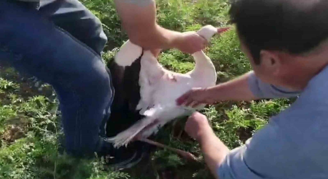 Adıyamanda balık oltasına leylek takıldı