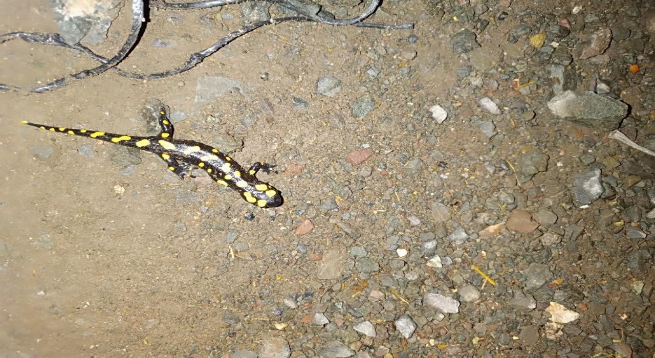Adıyamanda sarı benekli semender görüntülendi
