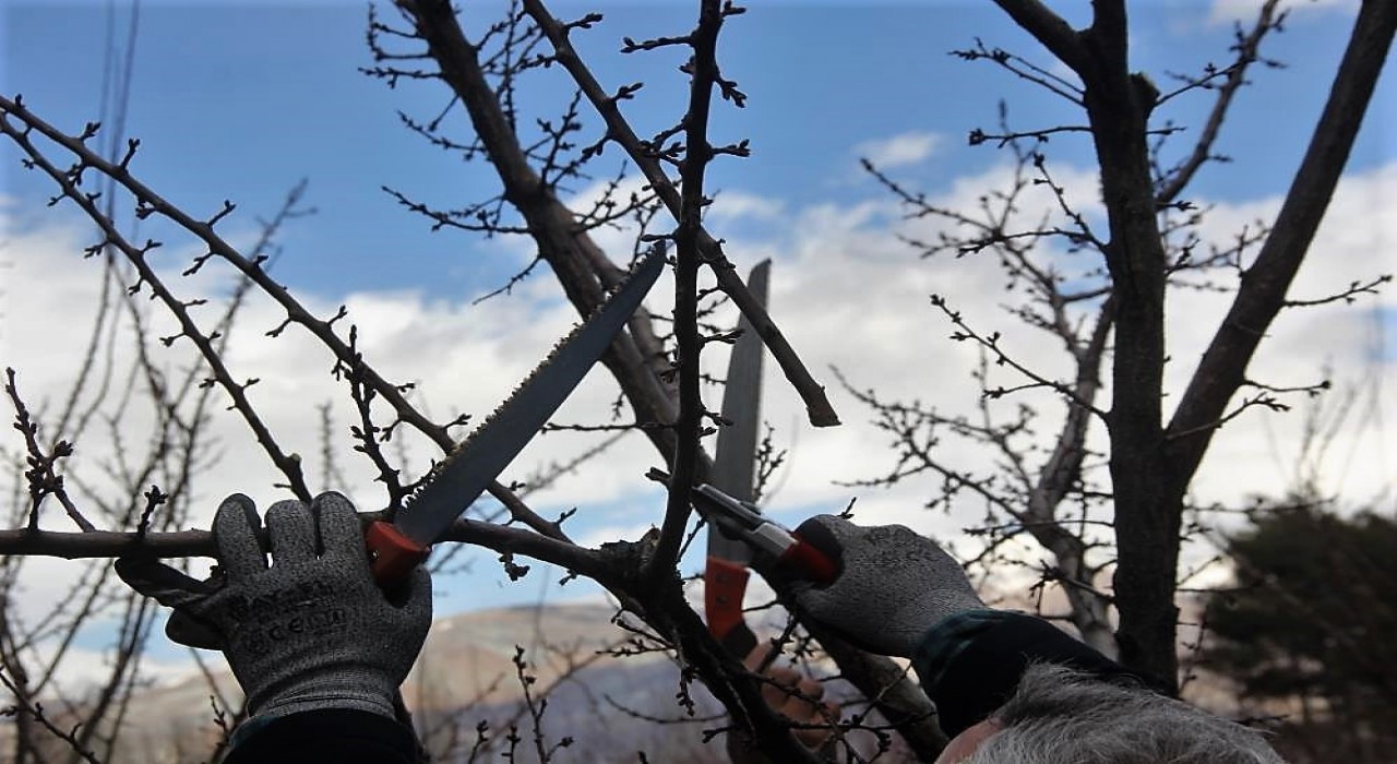 Ağaçlara bahar bakımı