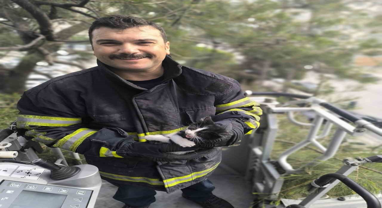 Ağaçta mahsur kalan kediyi itfaiye kurtardı