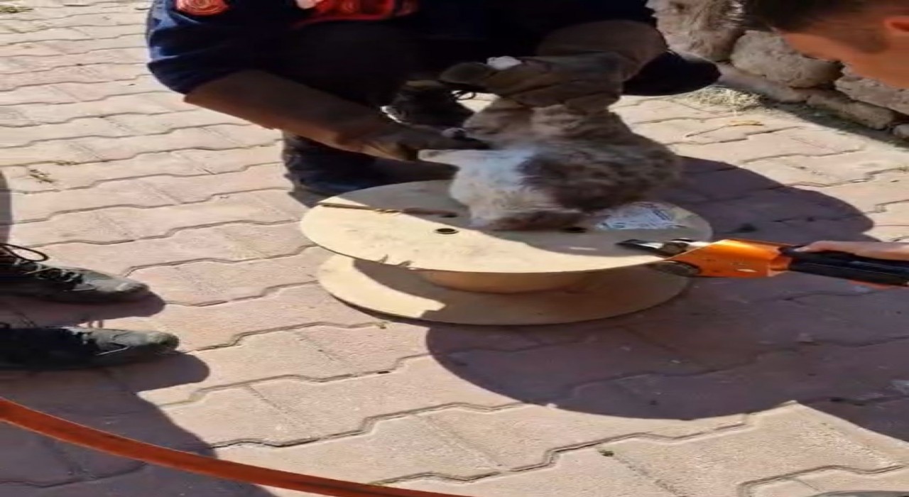 Ahşap makaraya sıkışan yaramaz kediyi itfaiye kurtardı
