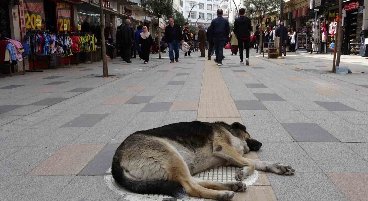 Altınorduda sokak köpekleri esnaf ve vatandaşları bezdirdi