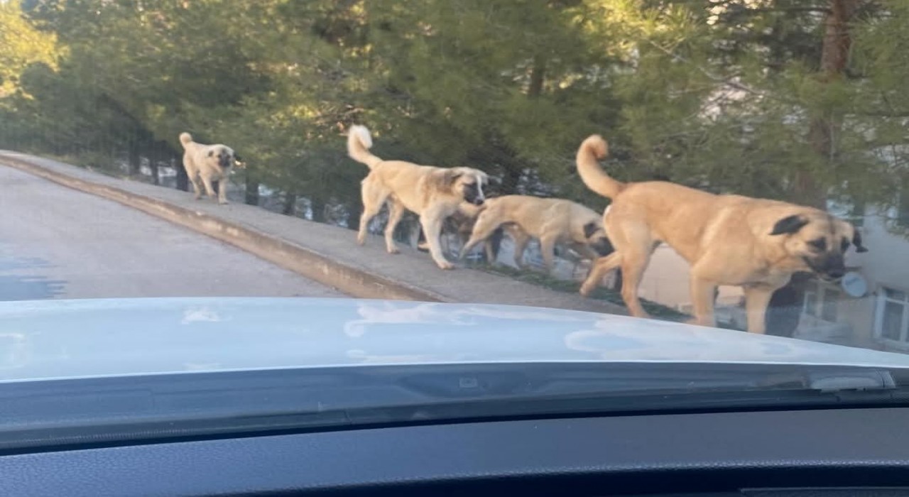 Amasyada tedirgin eden görüntü: Sokaklarda köpek çeteleri