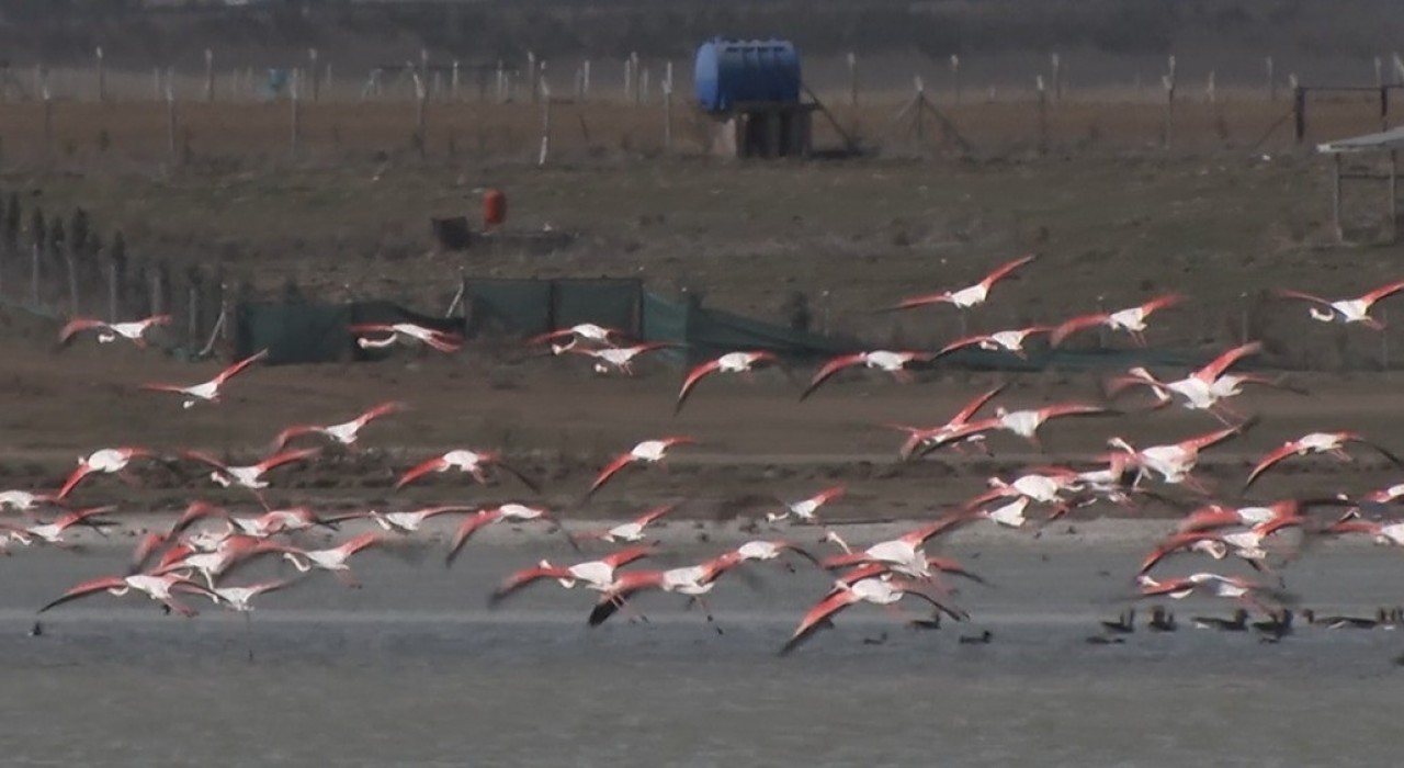 Ankarada konaklayan flamingoların yaşam alanı tehdit altında