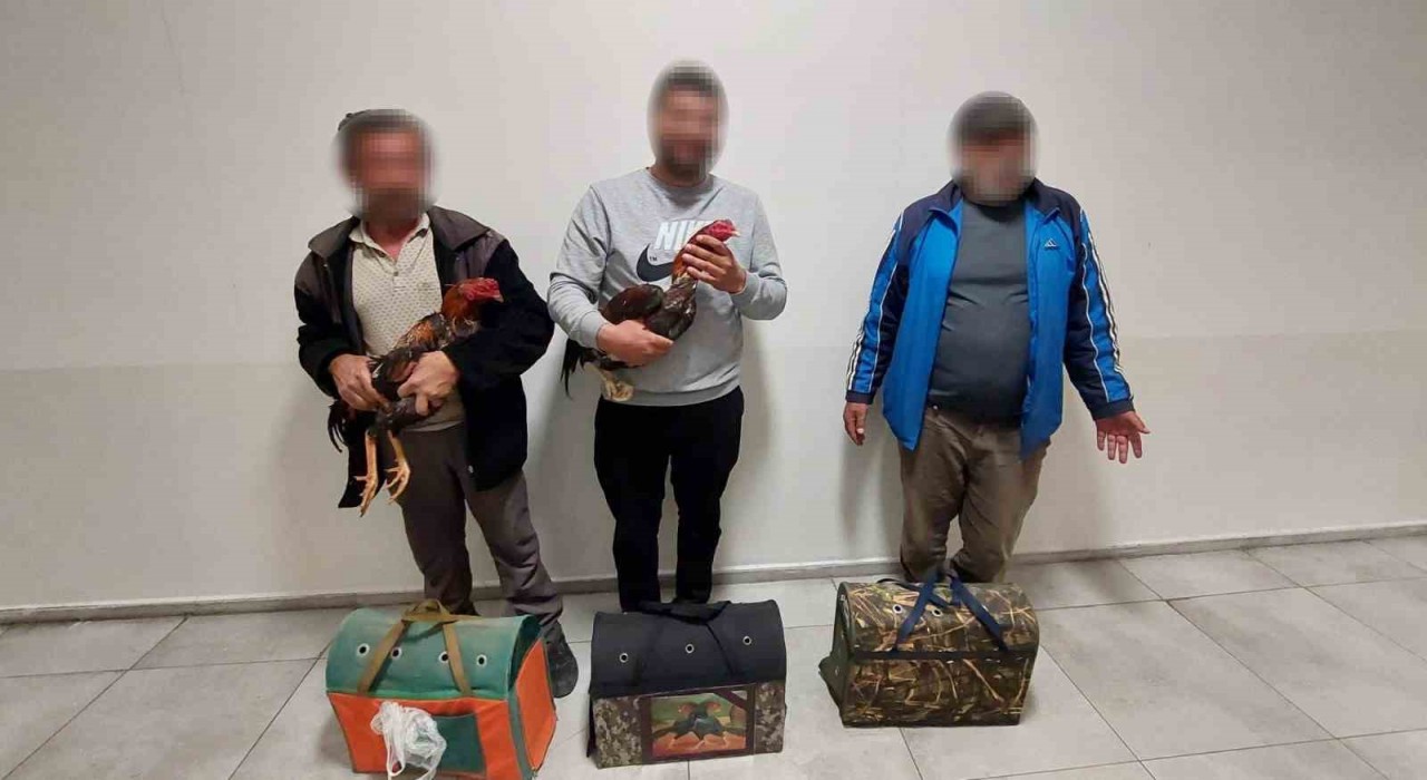 Antalyada dövüşe hazırlanan horozlar muhafaza altına alındı