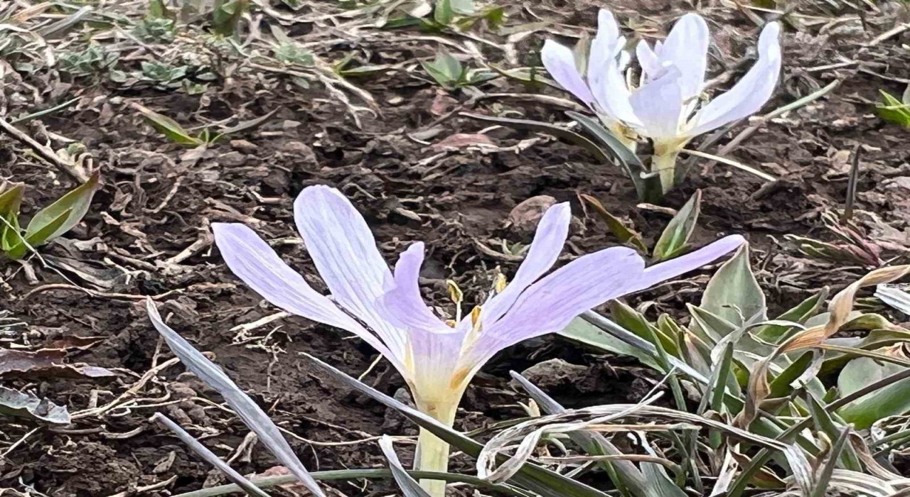 Arpaçayda kardelenler çiçek açtı