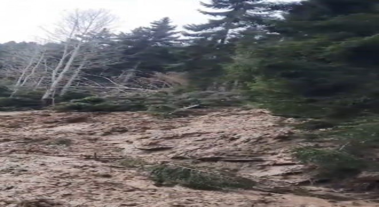 Artvinde heyelan ormanı yerle bir etti, köy yolunu ulaşıma kapattı