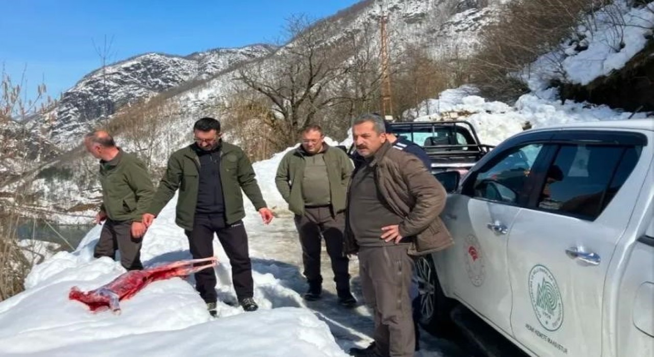 Artvinde kaçak avcılar suçüstü yakalandı