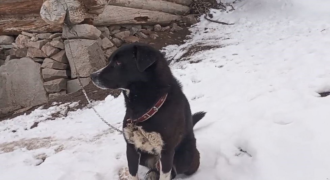 Artvinde kurt sürüsüyle tek başına mücadele eden köpeğin sahibi yaşanan o anları anlattı