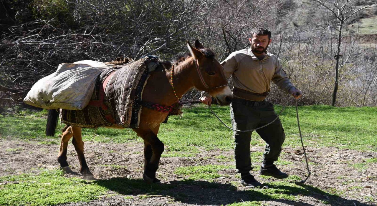 At sırtında tarlalara organik gübre taşıyorlar