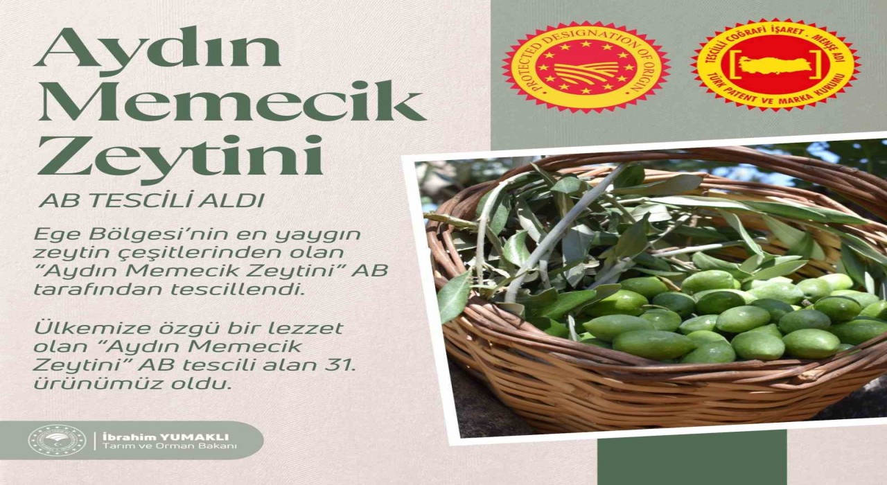 Aydın Memecik Zeytini, AB tarafından tescillendi