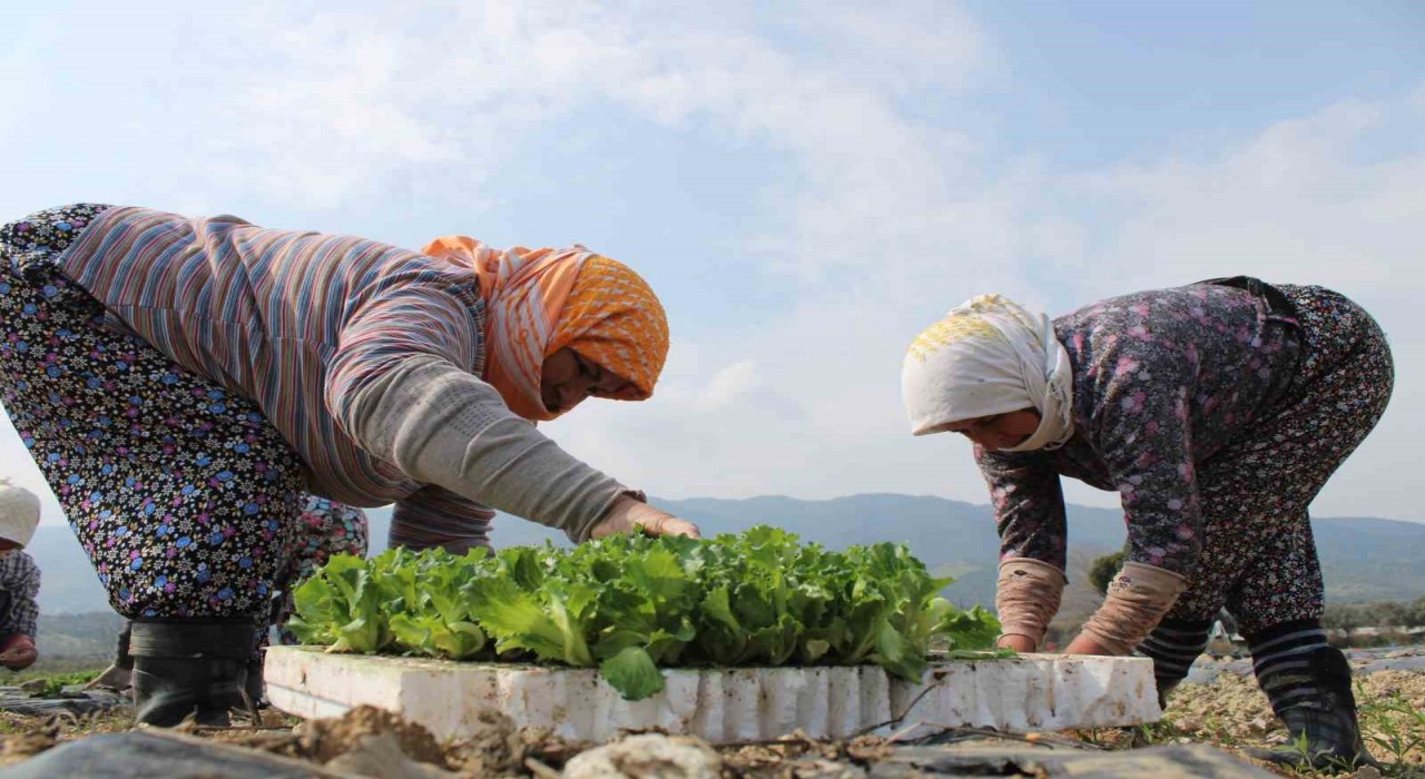 Aydında yaz marulları toprakla buluştu