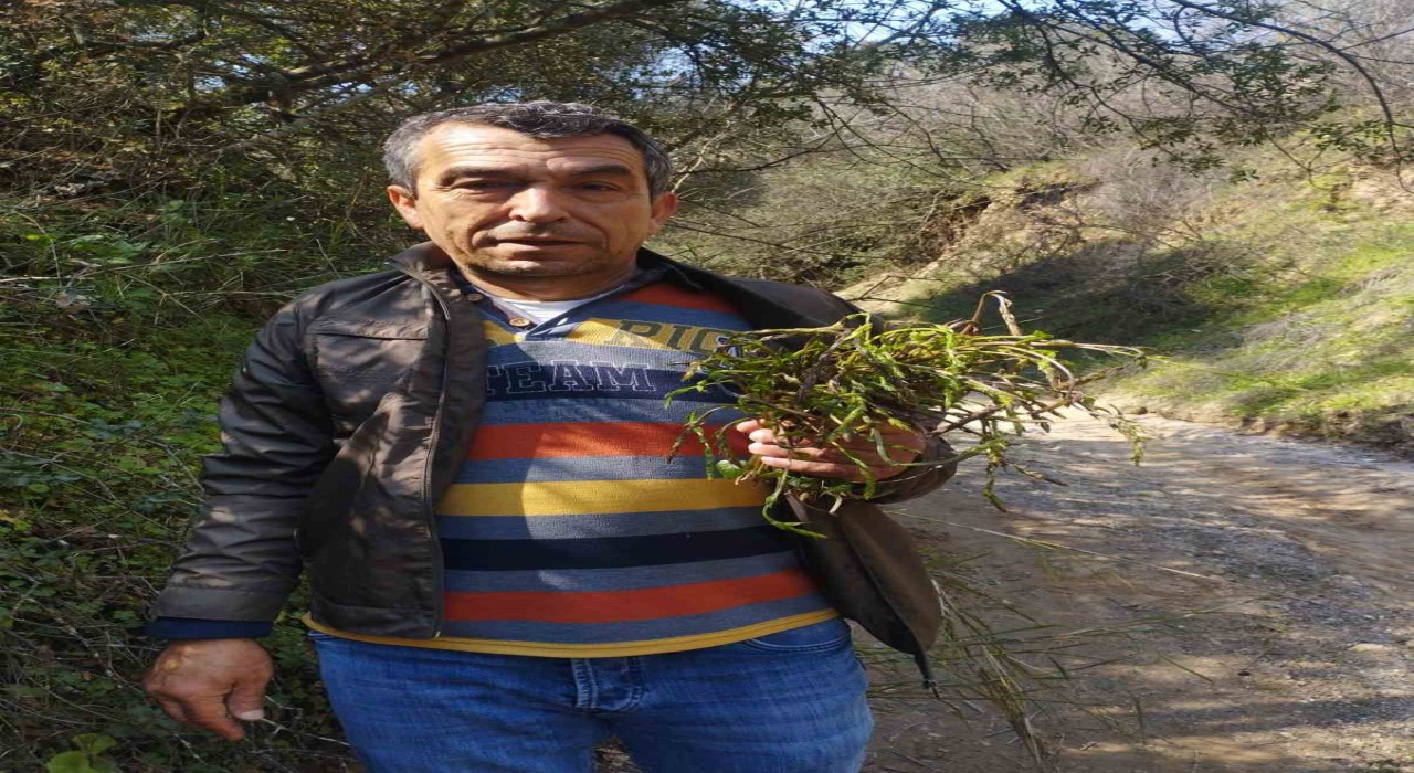Aydının acı otu kedirgen ve sarmaşıklar yüzünü gösterdi
