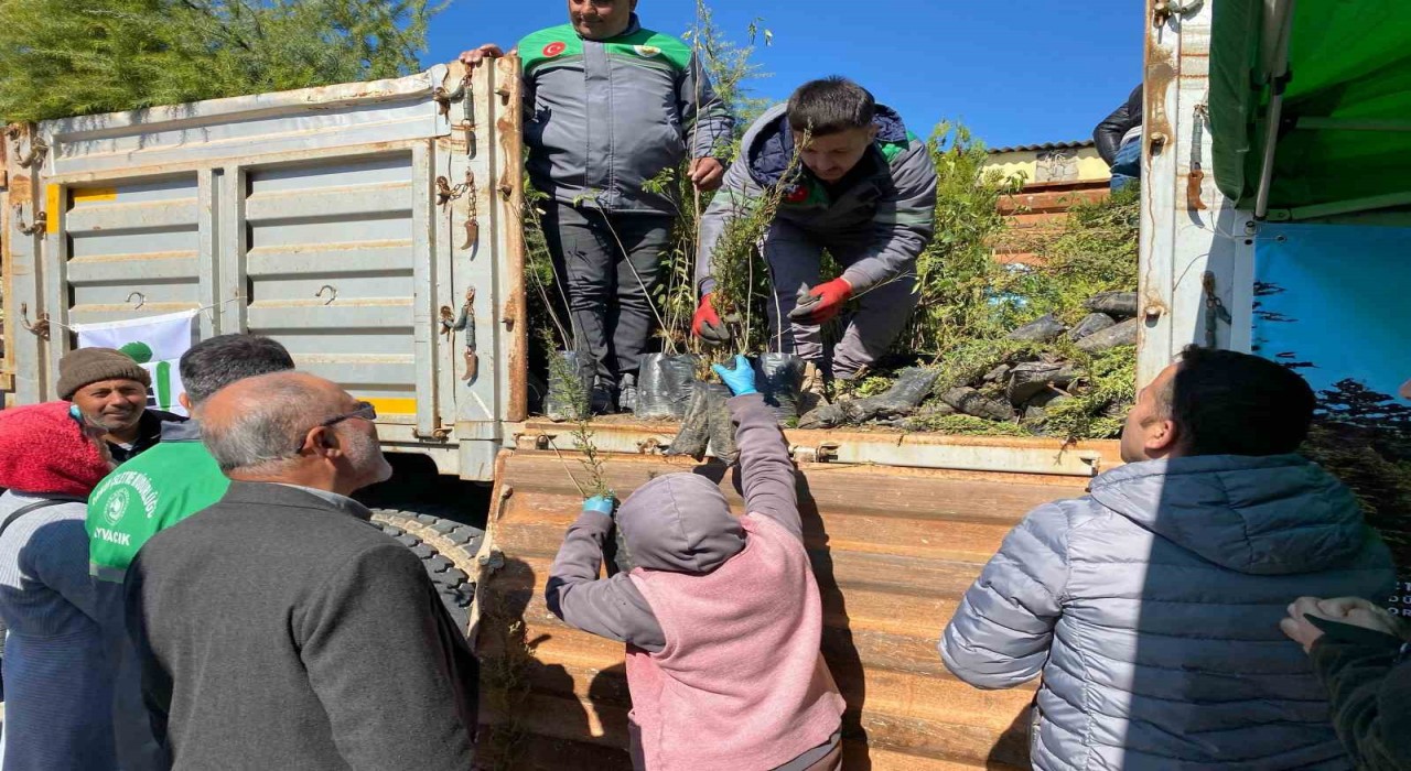 Ayvacıkta 3 bin fidan dağıtıldı