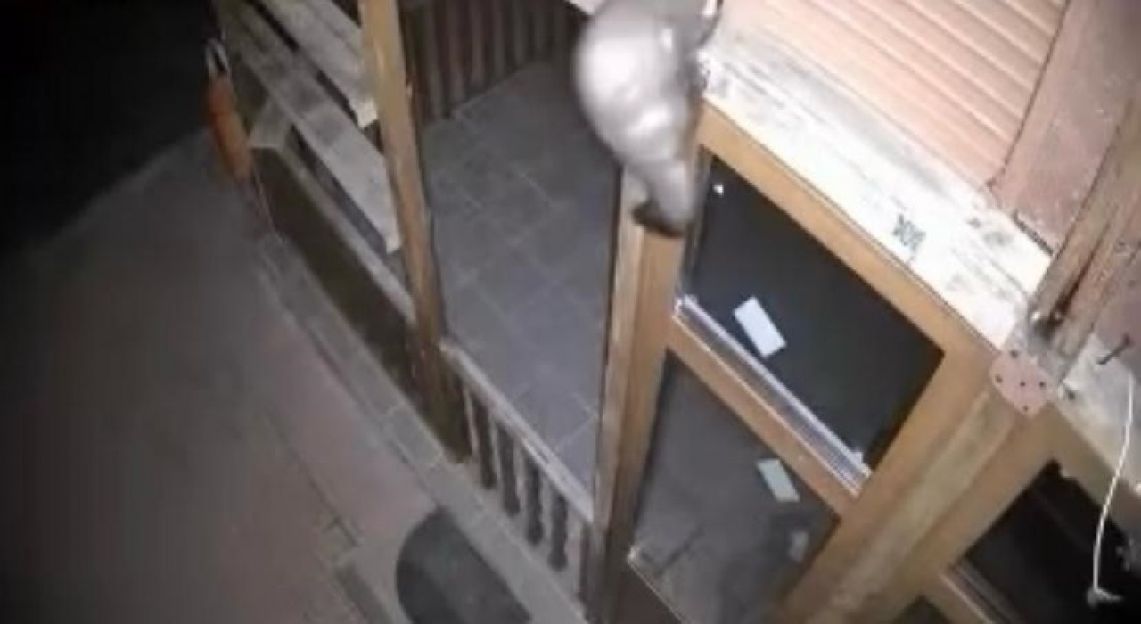 Bağ evine girmeye çalışan sansar ve nesli tehlike altındaki vaşak kamerada