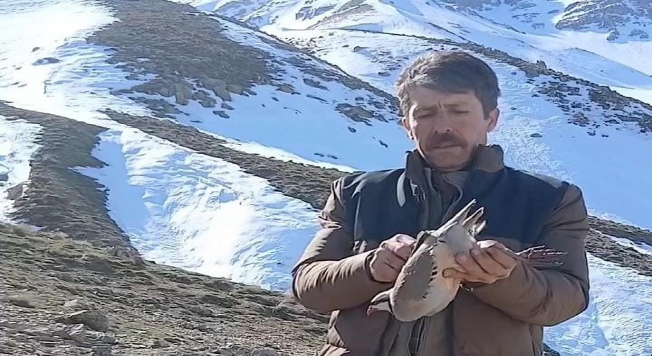 Batmanda duyarlı vatandaş, bulduğu keklikleri sevdikten sonra doğaya bıraktı