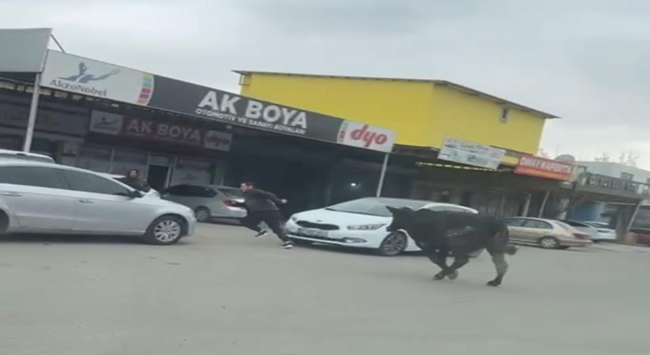 Batmanda sanayi sitesine giren inek esnafa zor anlar yaşattı