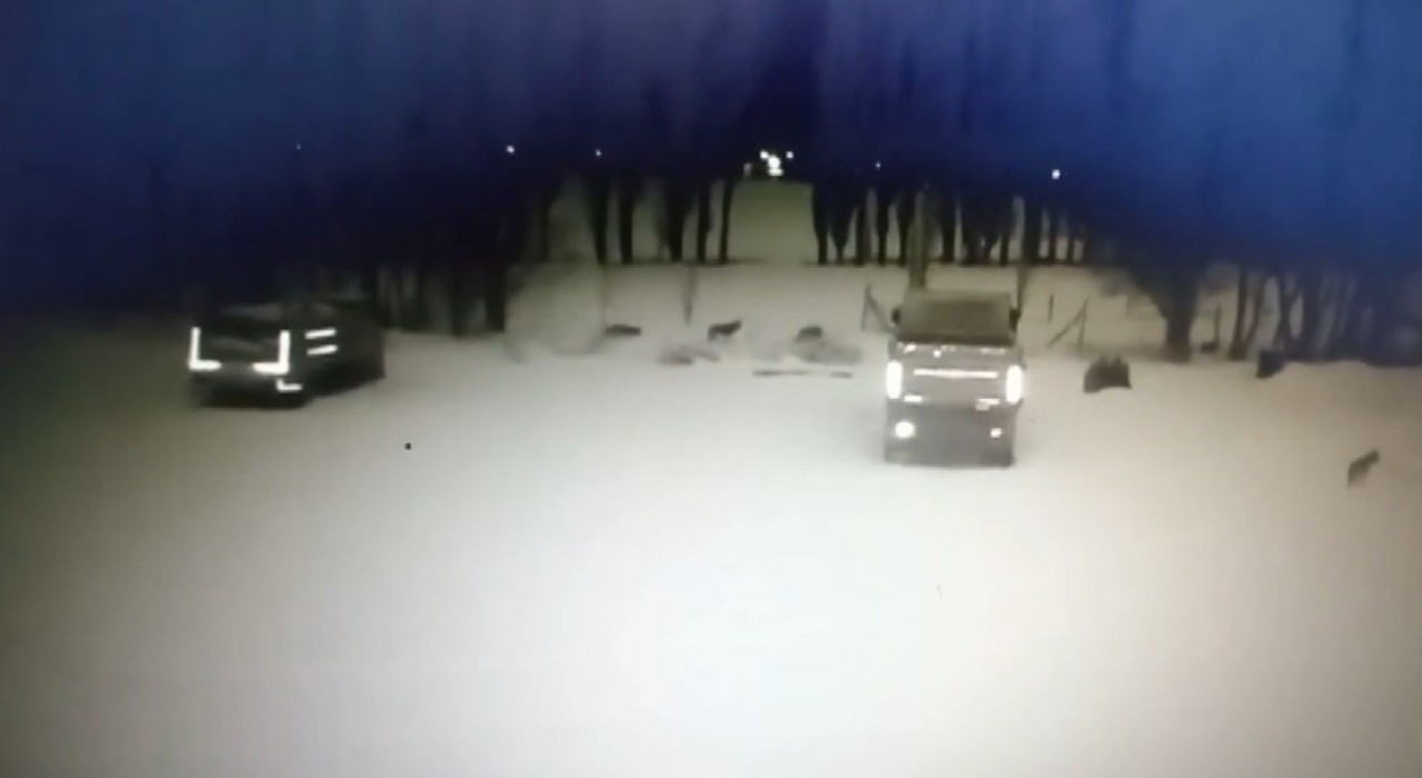 Bayburtta kurt sürüsü köpeği telef etti