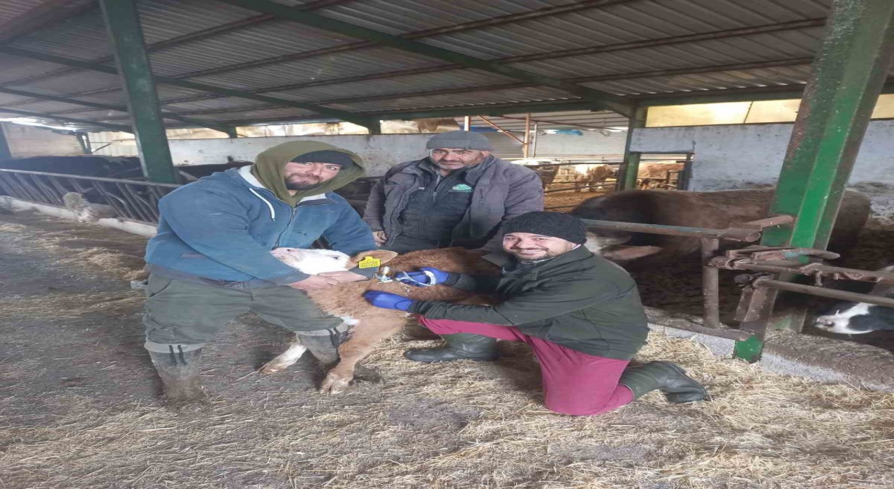 Beyşehirde şap aşısı kampanyası sürüyor